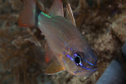 BD-140314-Padre-Burgos-2006-Ostorhinchus-fleurieu.-Lacepède.-1802-[Bullseye-cardinalfish].jpg